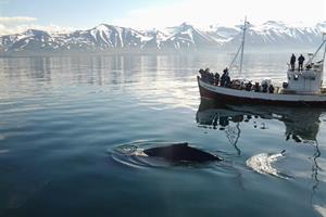 Whale and boat