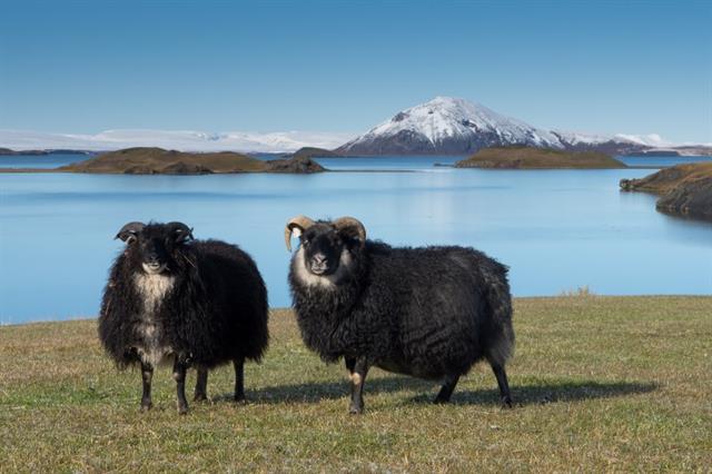 Sheep at Mývatn
