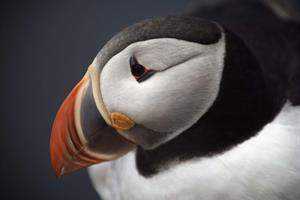The puffin