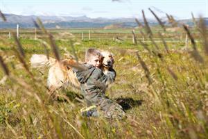 Icelandic sheepdog
