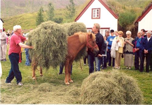 Icelandic Horses carrying hay at Laufás museum in Eyjafjörður