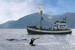 Whale watching Húsavík - North Iceland
