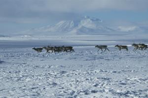 Reindeer herd in the winter snow
