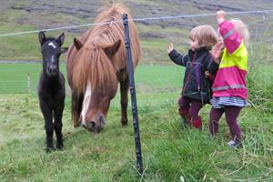 Getting to know the Icelandic horse