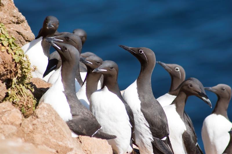 Brünnich's guillemot at Langanes Peninsula