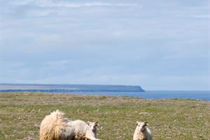 Sheep roam free during summer