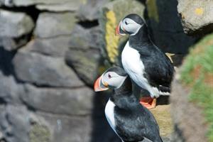 Puffins at Skoruvíkurbjarg