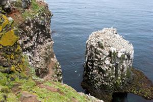 Northern Gannets at Stóri-Karl sea stack