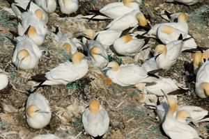 Northern Gannets