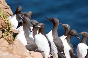 Guillemot at Fontur