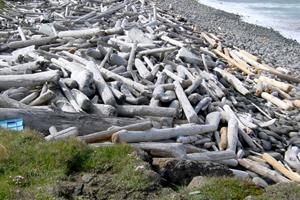 Driftwood at Skoruvík 