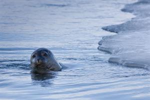 A curious seal