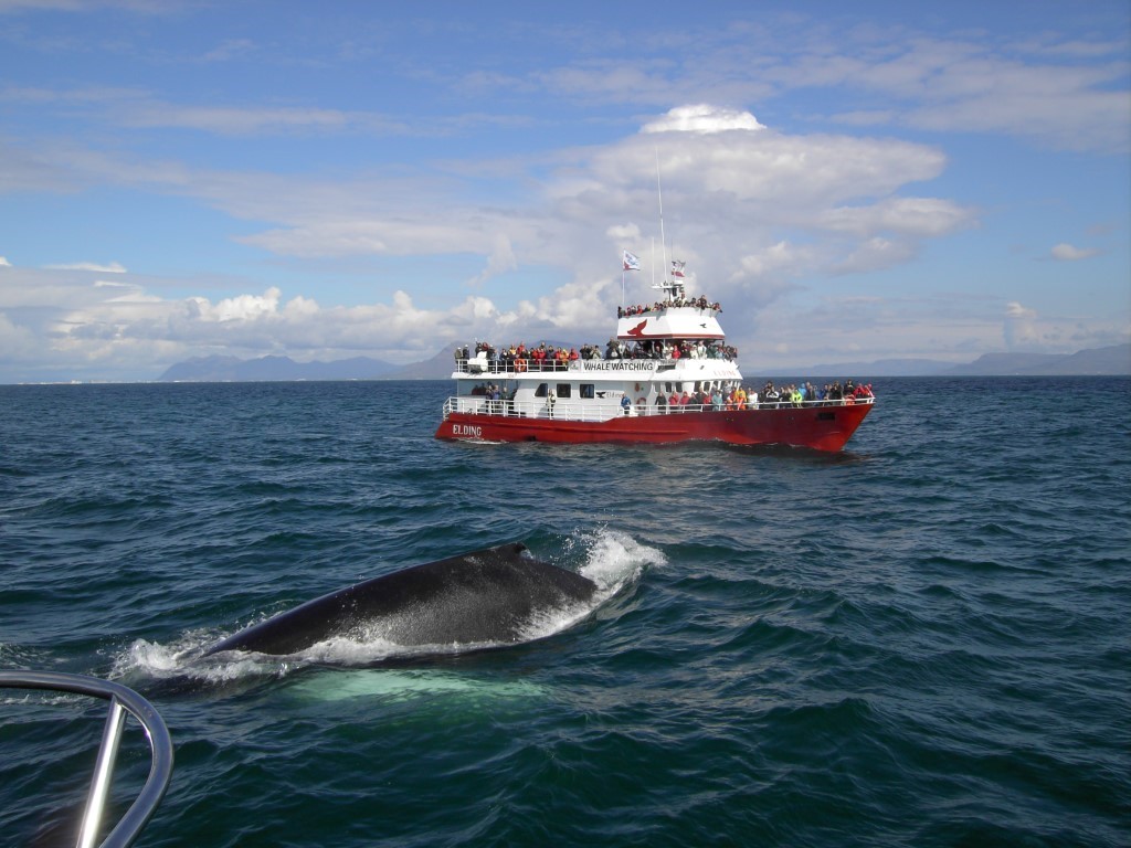 Reykjanes Peninsula | Whale watching