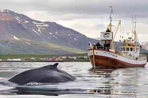 Enjoy a whale watching tour from Hauganes