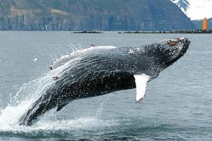 Humpback Whale jumping