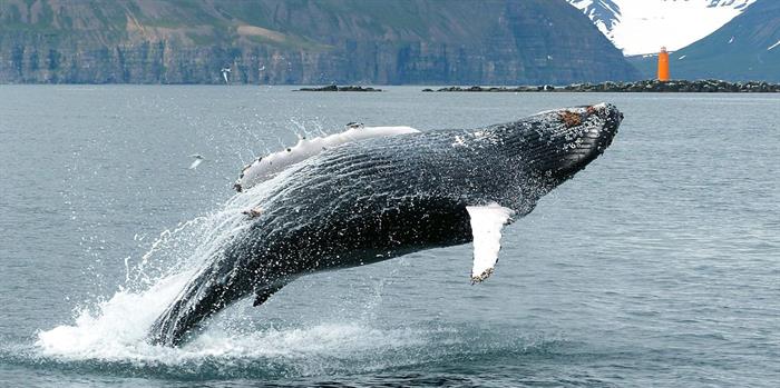 Things to do in North Iceland - Whale watching