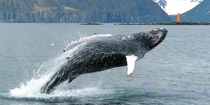 Whale watching in Hauganes