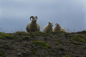 Sheep