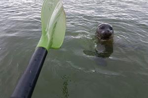 Curious seal