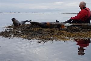 Seals can often be spotted on the tour