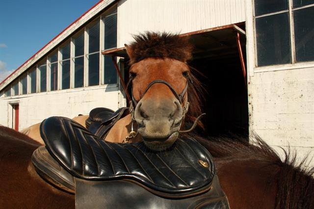 Horseback riding in the winter in Iceland 