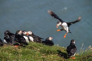 Ingólfshöfði Cape is the home to thousands of nesting seabirds
