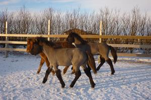 Guests are welcome to meet the horses at farm Norður-Nýibær