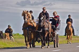 A horse-drawn carriage tour of the area 