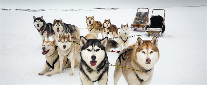 Things to do in North Iceland - Dog sledding