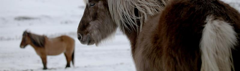 Horseback Riding Farm Skorrahestar in Nordfjördur