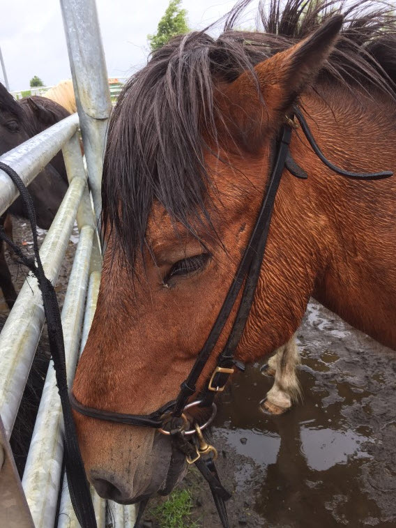 Icelandic horse