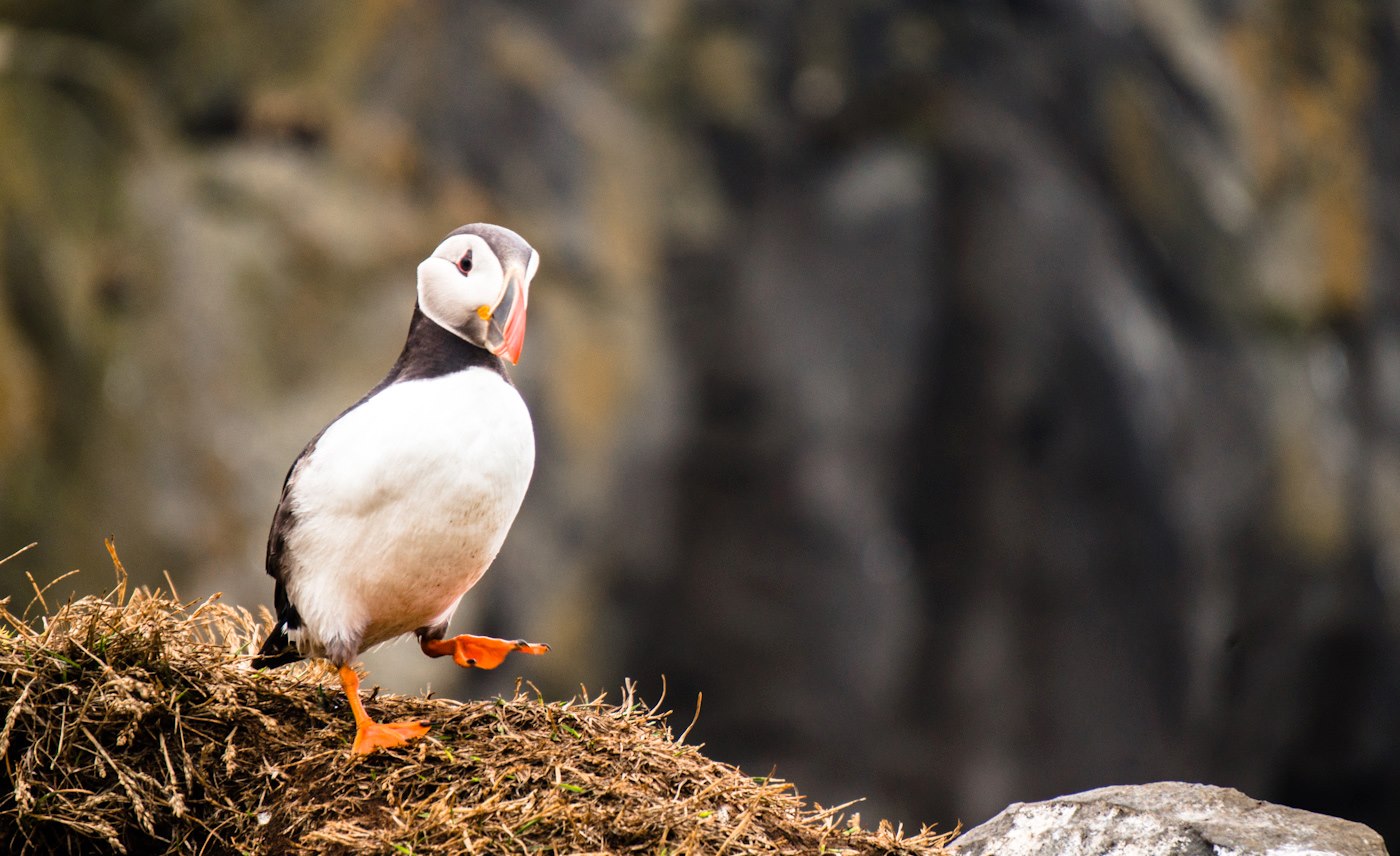 all about puffins