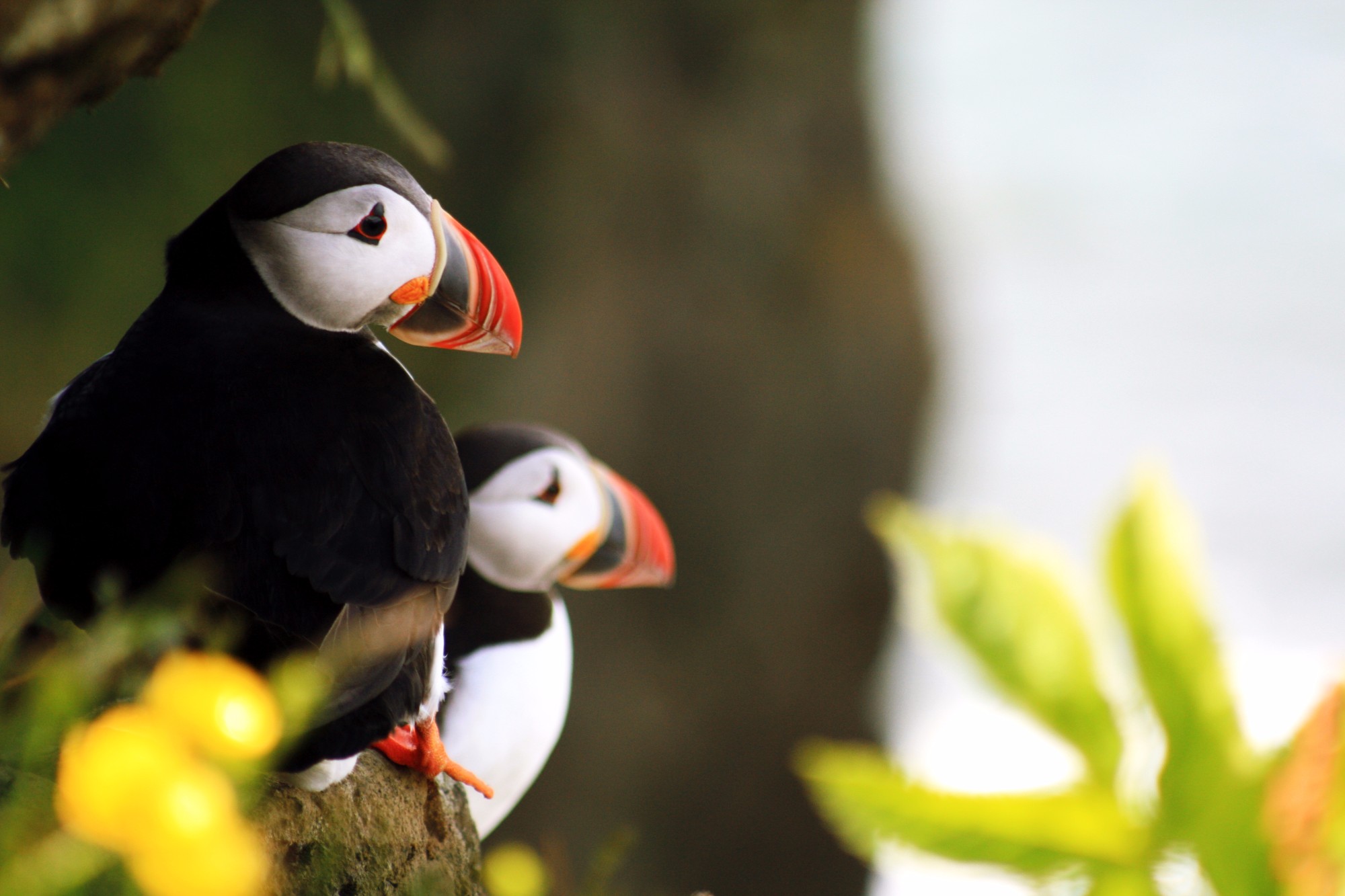 Top Facts About Puffins | Hey Iceland