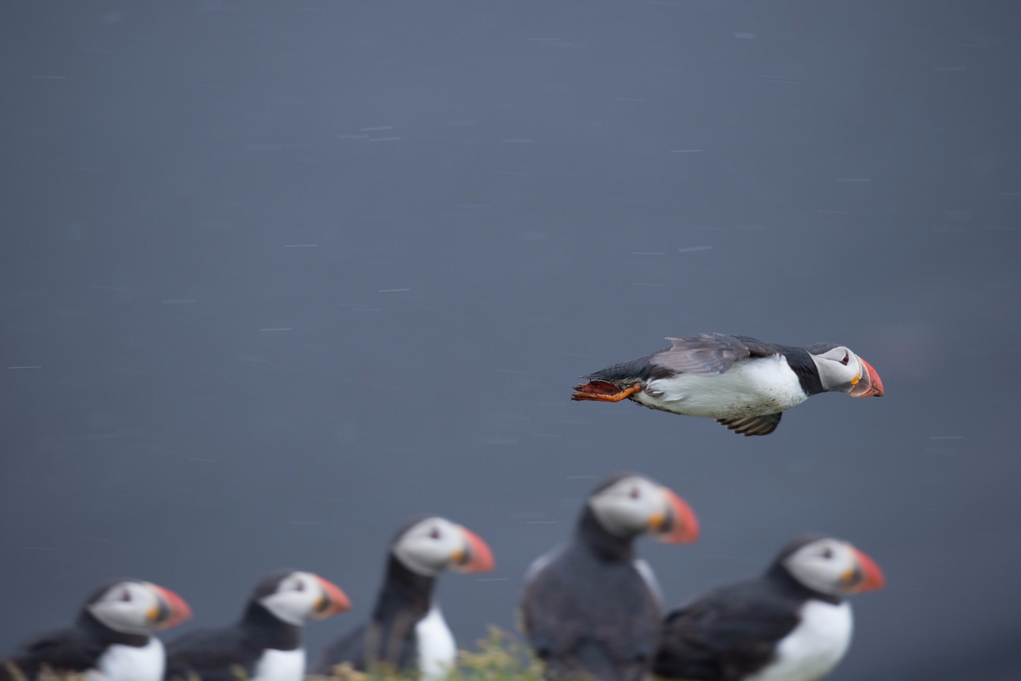 Flying puffin