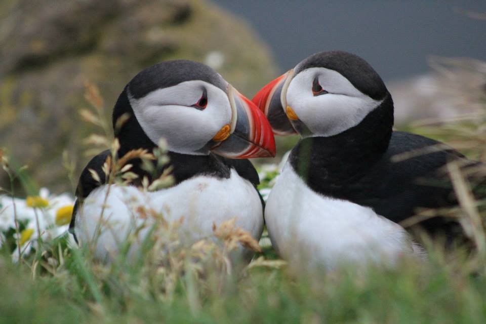 Puffins mate for life
