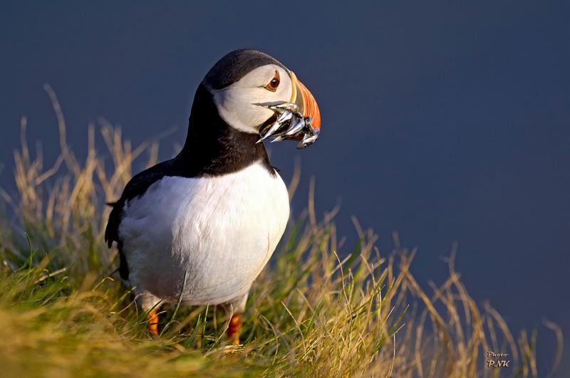 Puffins in Iceland