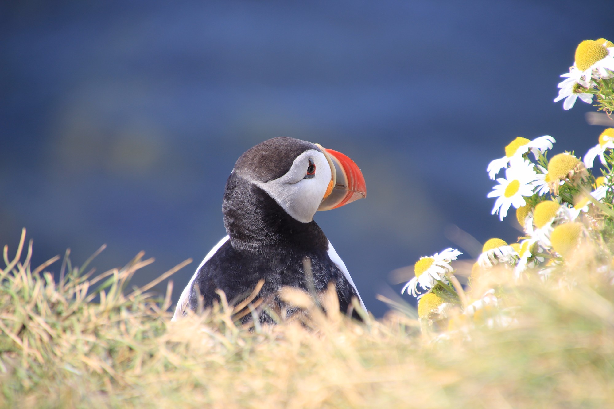 all about puffins