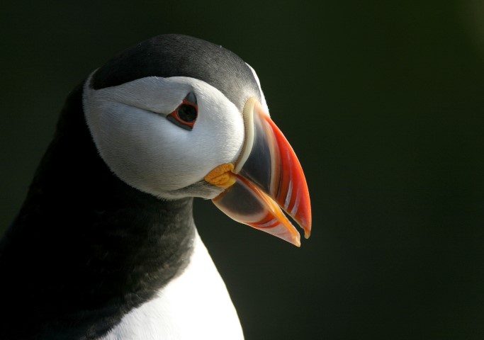 all about puffins