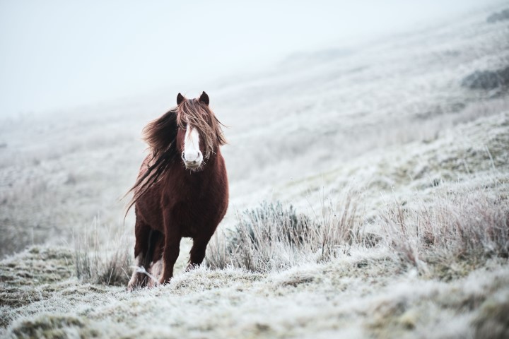 shutterstock_617902541 - Horse winter.jpg