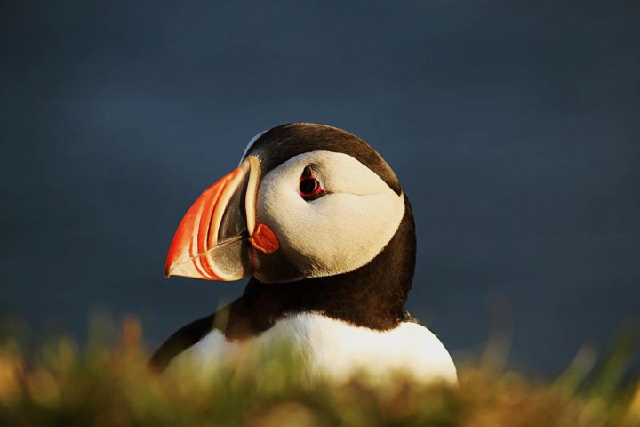 Puffin Iceland