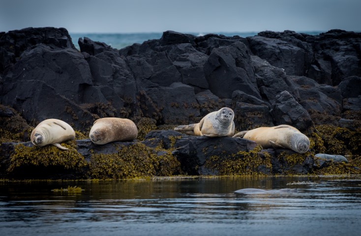 Iceland seals
