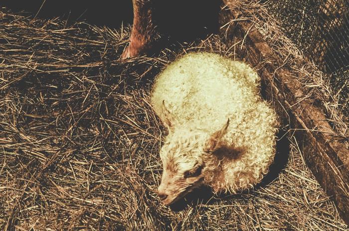 First minutes into the world are crucial for the lambs First minutes into the world are crucial for the lambs