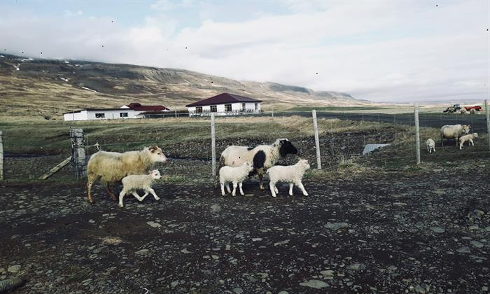 Sheep and lambs roam free during the Summer Sheep and lambs roam free during the Summer