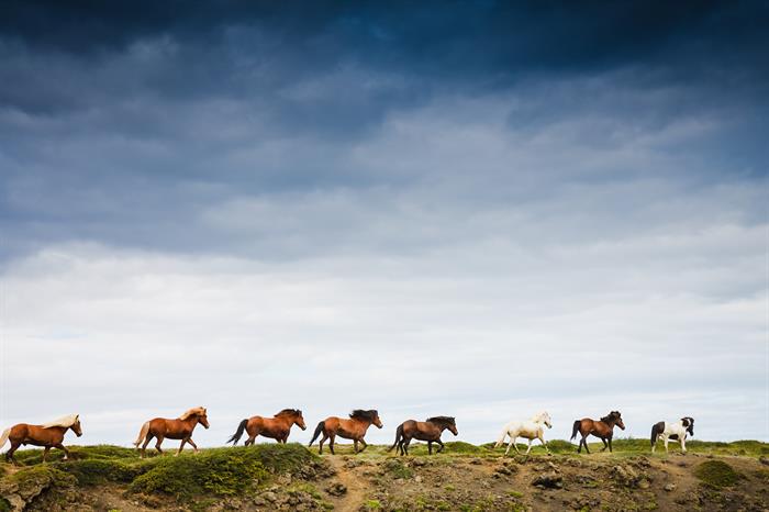 Icelandic horses