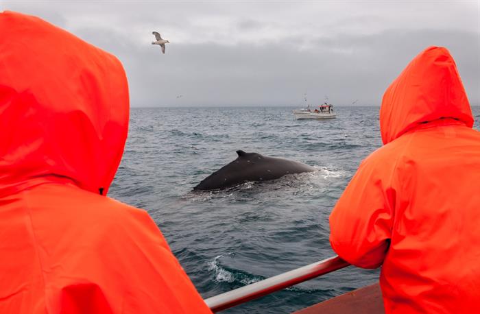 Whale watching in Husavik, North Iceland