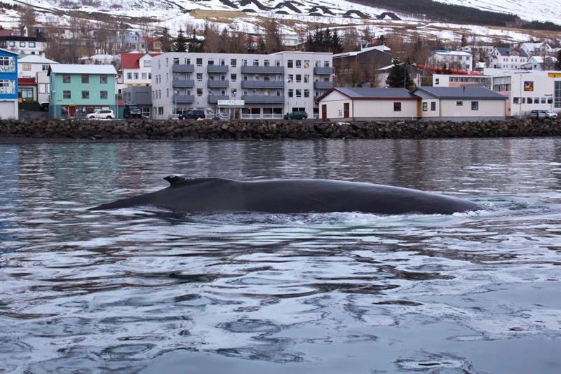 Nature and Wildlife Sailing Tour from Neskaupstaður