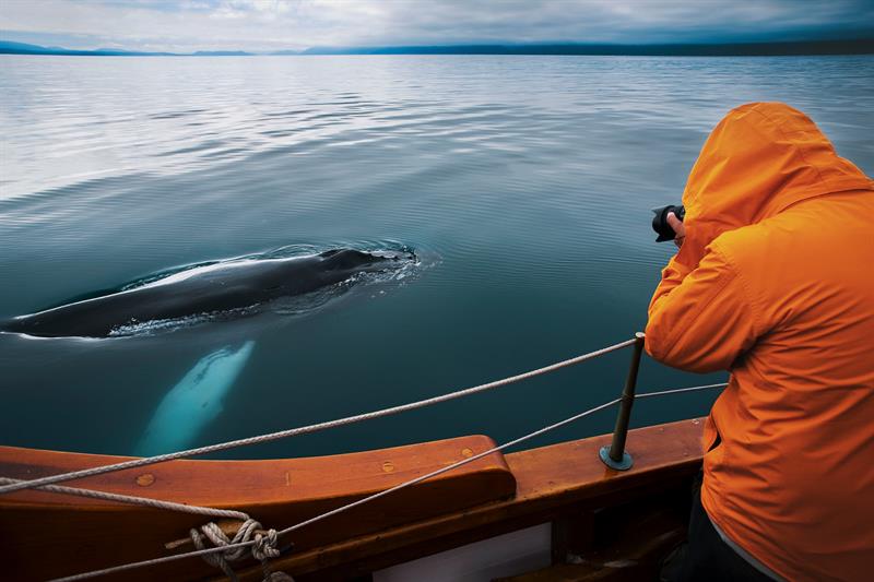 Silent Whale Watching (Carbon-Neutral)