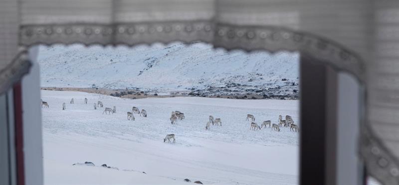 Reindeers in East Iceland in Wintertime