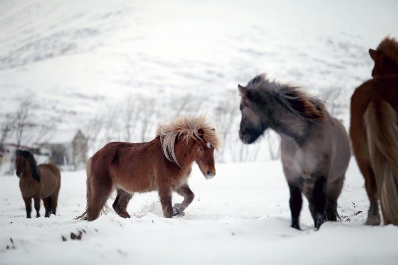 Skorrahestar - Horse riding Tour in Winter