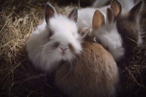 Rabbits at Hólmur in Mýrar